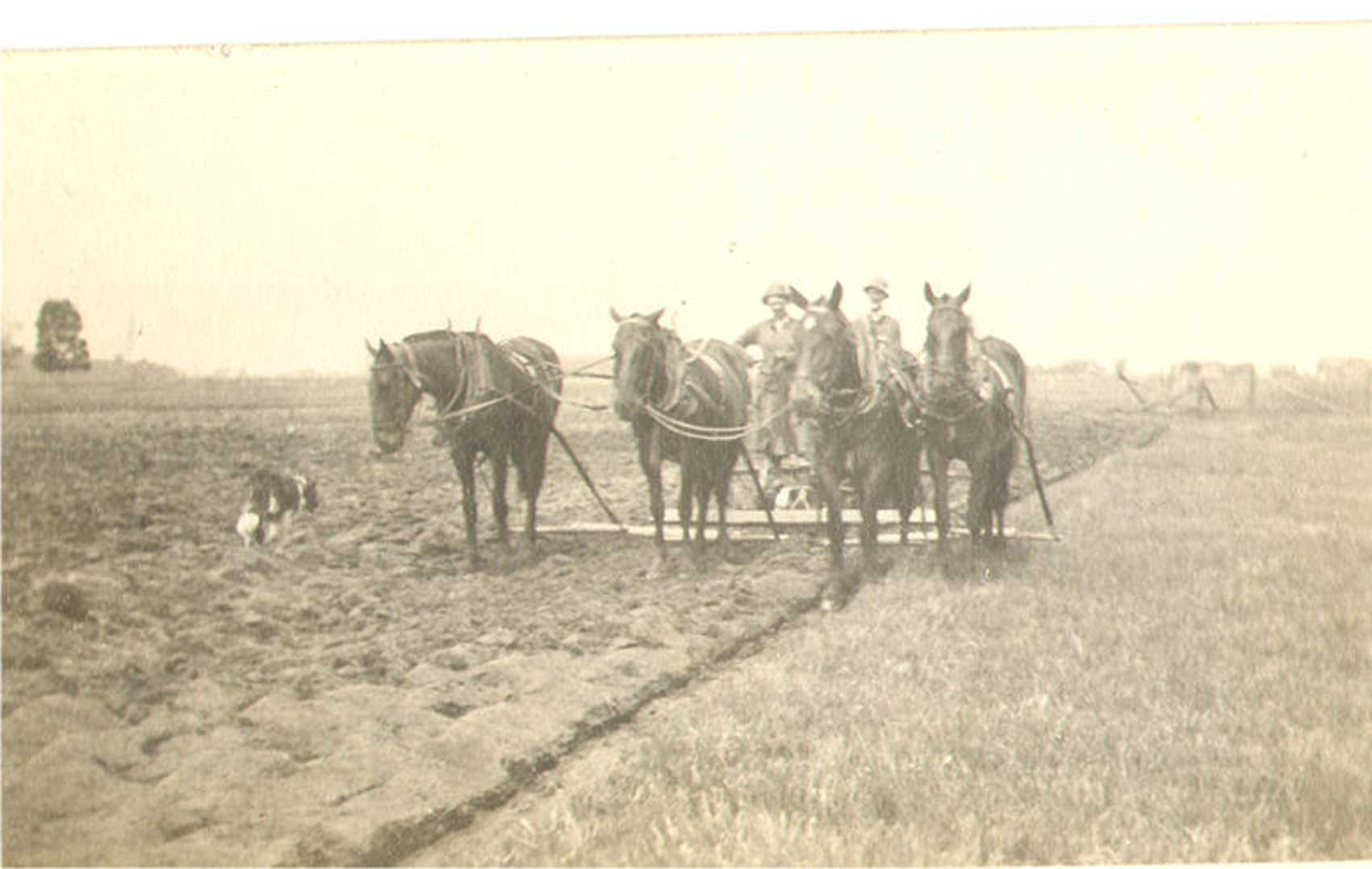 Nichols-horses-plowing